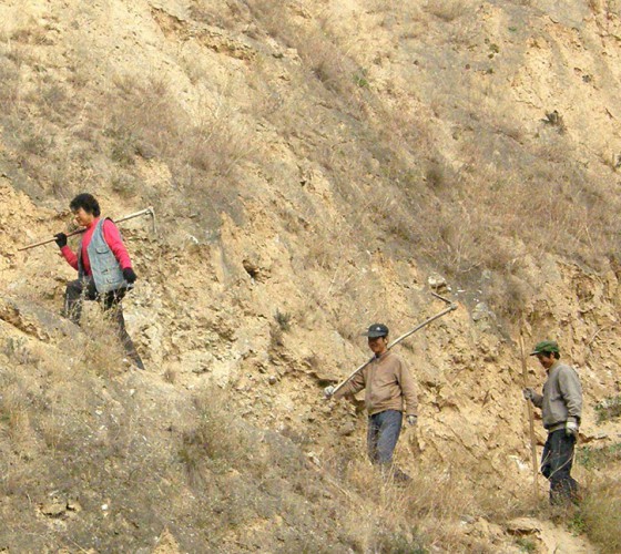 雖沒(méi)有十里桃林，漫山遍野的灼灼芳華。但我們有萬(wàn)畝國(guó)家級(jí)標(biāo)準(zhǔn)化油橄欖種植示范基地，漫山遍野，香氣撲鼻。畝是中國(guó)市制土地面積單位，一畝等于六十平..