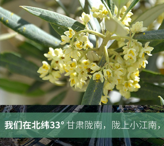 武都的氣候、土壤等與地中海沿岸極其相似，同處于世界頂級(jí)油橄欖黃金生產(chǎn)帶（32°58--33°36）年平均氣溫為14.7°，年日照時(shí)數(shù)1911..